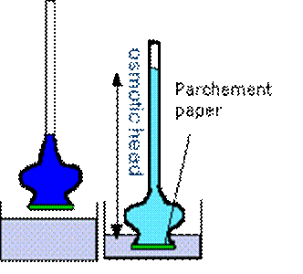 diagram showing osmotic head